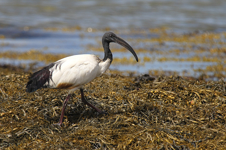 BASSA MAREA.........