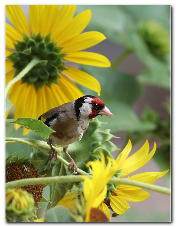 Cardellino in pastura.
