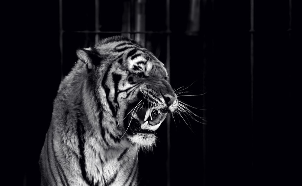 Davanti alle sbarre ...