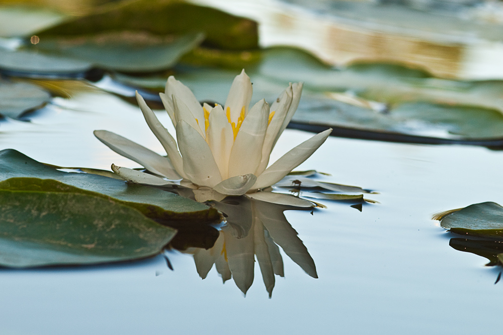 Nymphaea alba