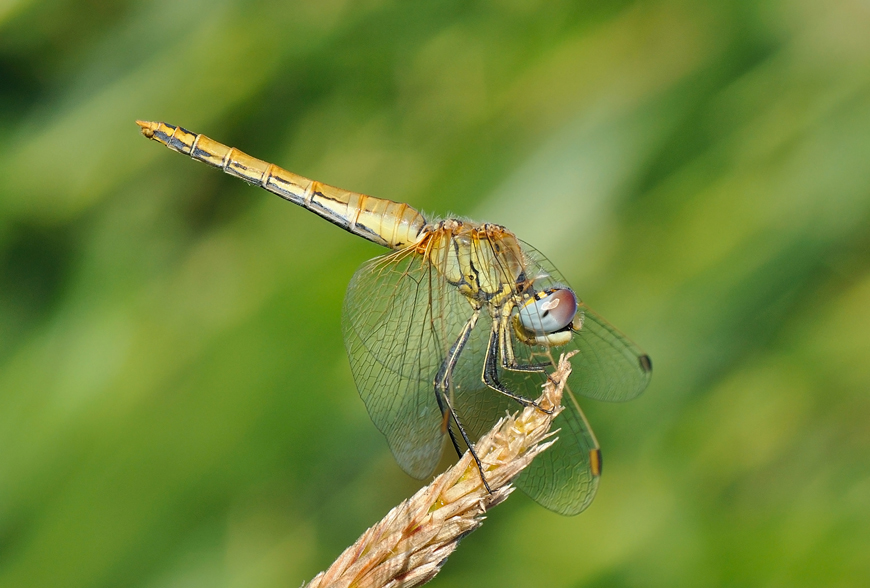 Sympetrum fonscolombii