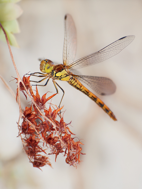 libellula