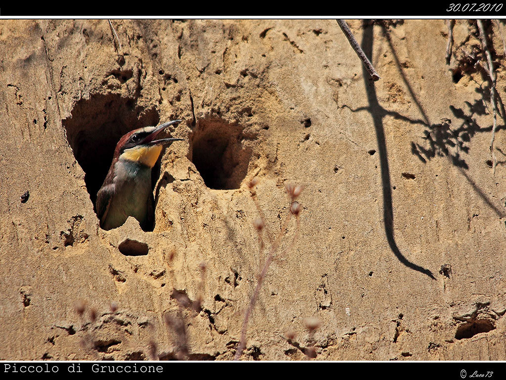 Piccolo di Gruccione # 1