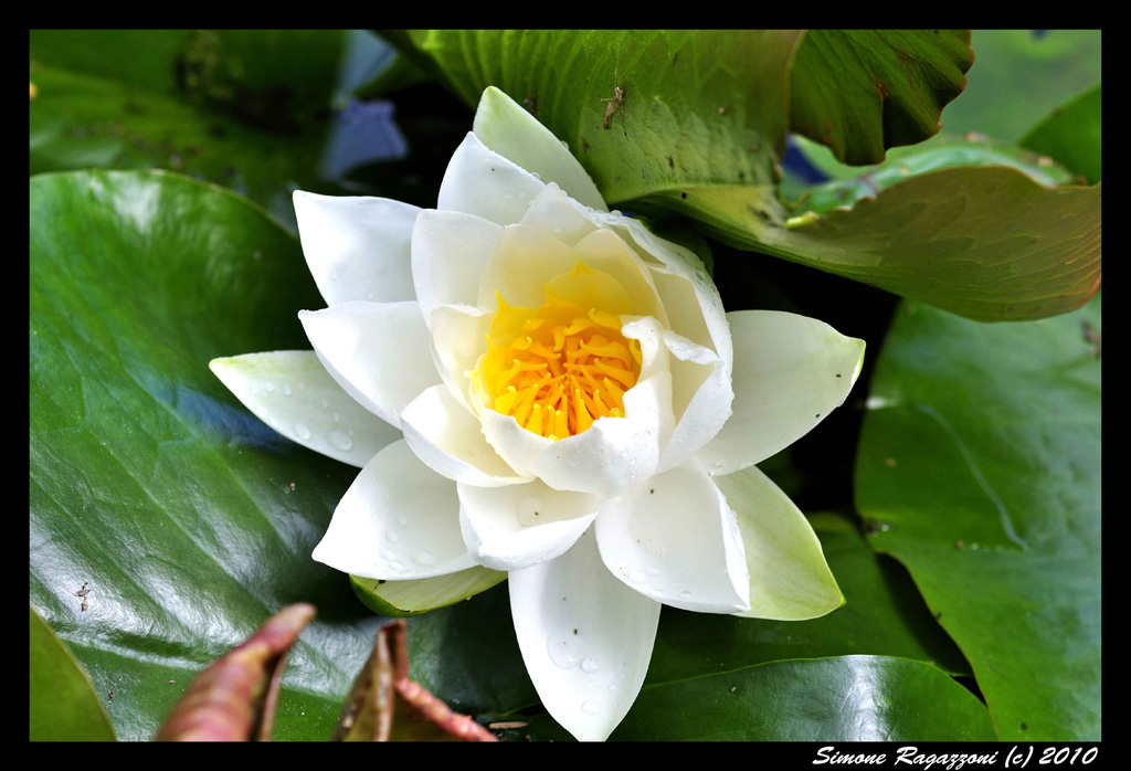Fiore Bianco