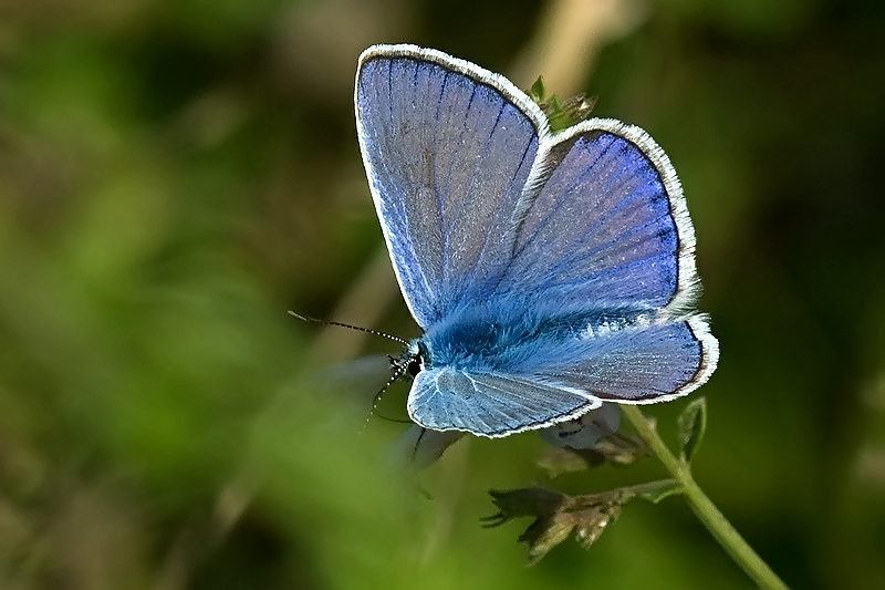 nel blu dipinto di blu