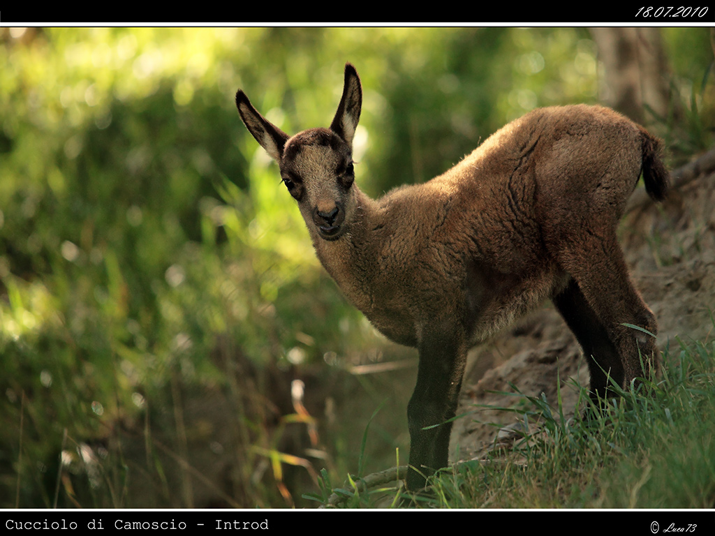 Camoscio # 5 - Cucciolo - [Introd]