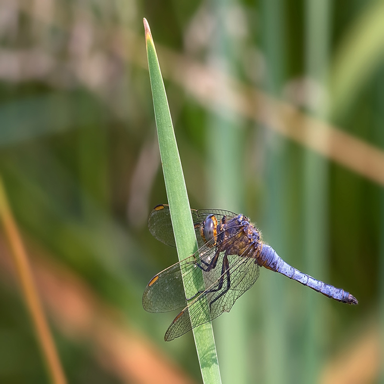 Libellula