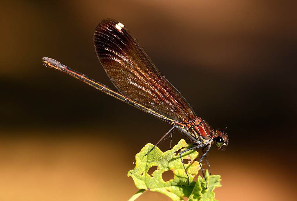 ...In Abito Da Sera...!!!