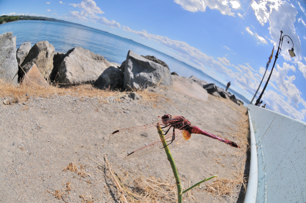 Libellula con Fisheye