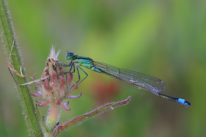 Forme e colori