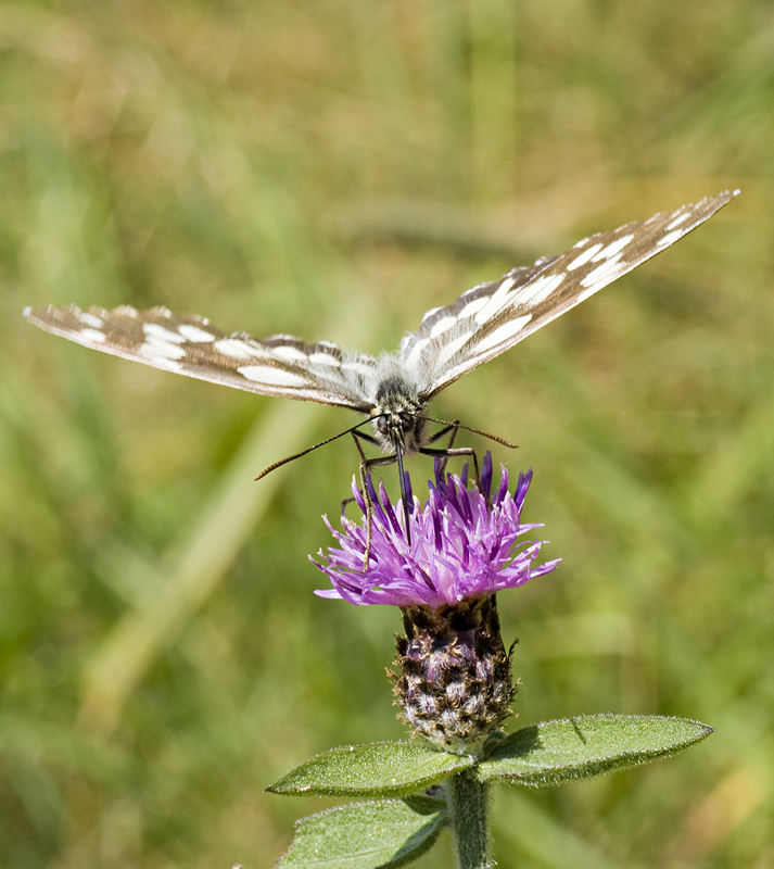 Melanargia galatea