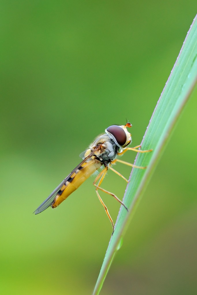 Episyrphus Balteatus