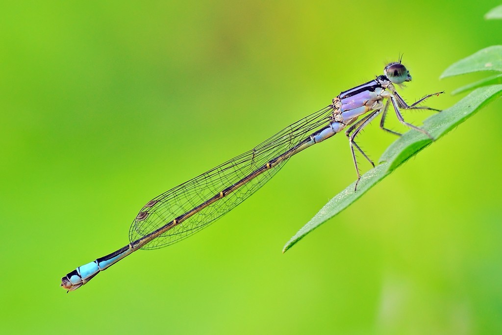 Ischnura Elegans