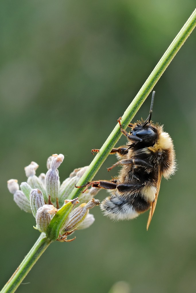Bombus Terrestris