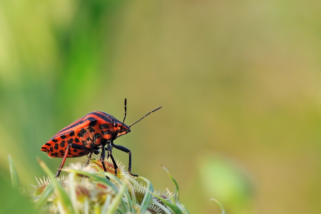 Graphosoma Lineatum
