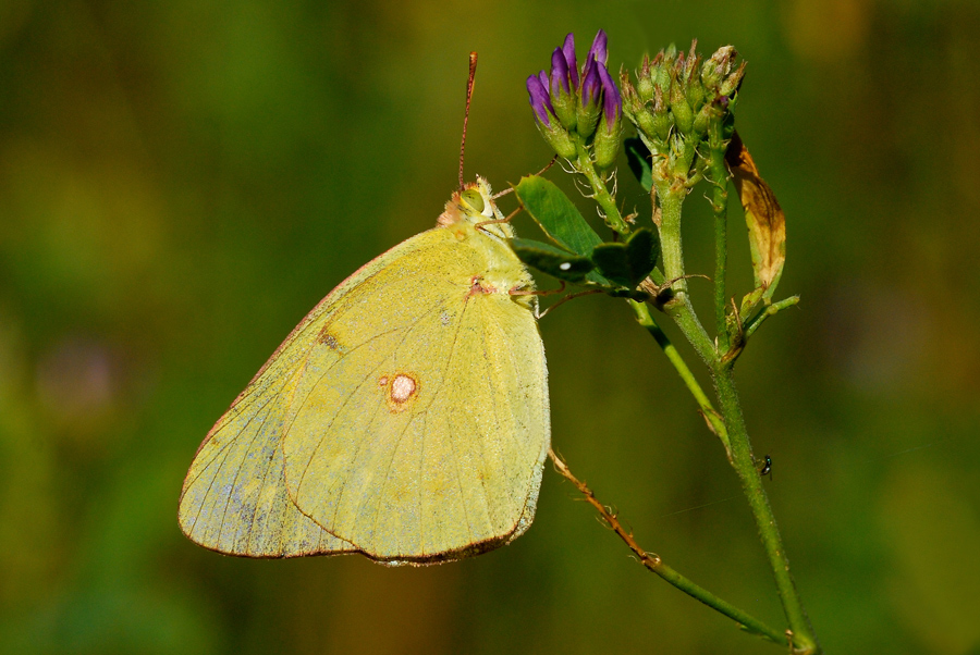 Colias crocea