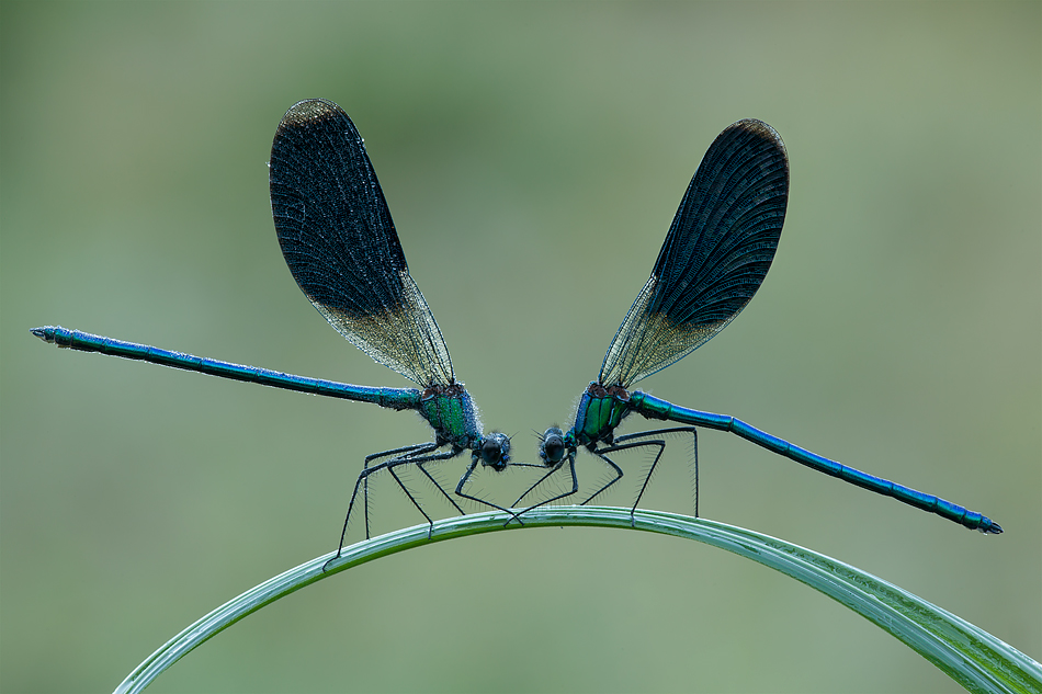 a me gli occhi please ...