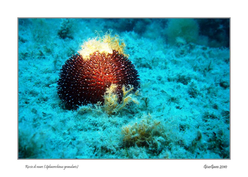Riccio di mare