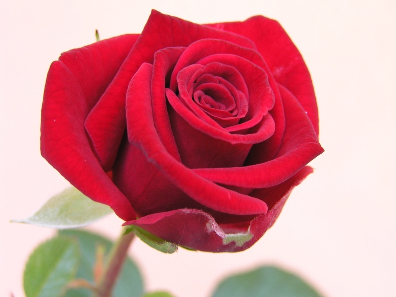 Nessuno � perfetto