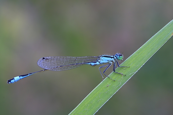 Ischnura elegans