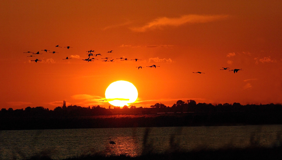 tramonto con fenicotteri panoramico