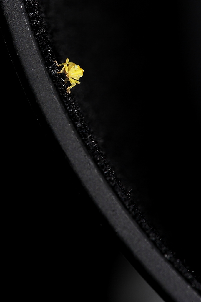 Non erano grigi? O verdi? No, gialli!