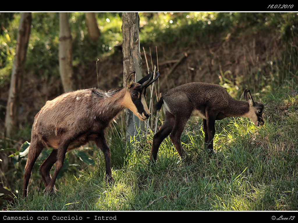Camoscio # 6 - Mamma con Cucciolo - [Introd]