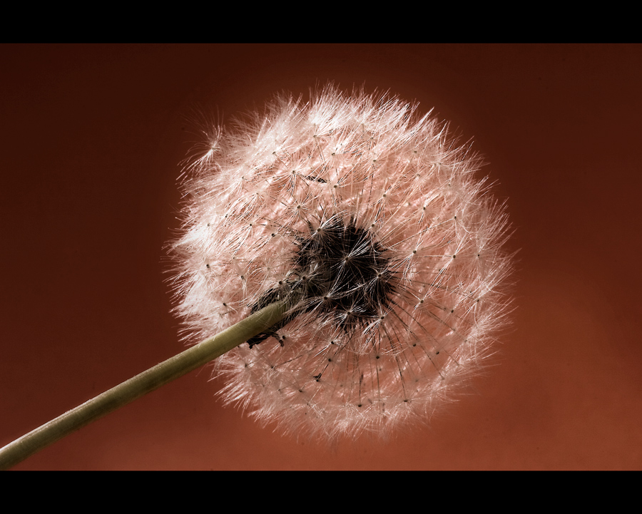 Dente di leone a modo mio