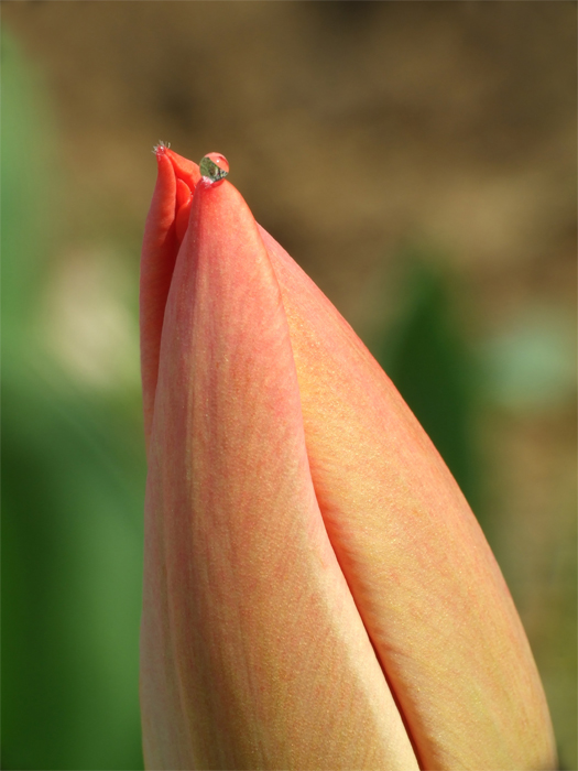 goccia di tulipano