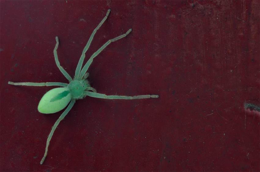 Zoppo  -  per daltonici  :)