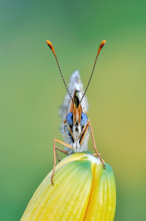 frontale di melitea didyma..