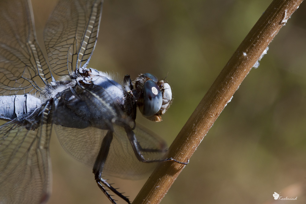 Abbronzatura fluviale
