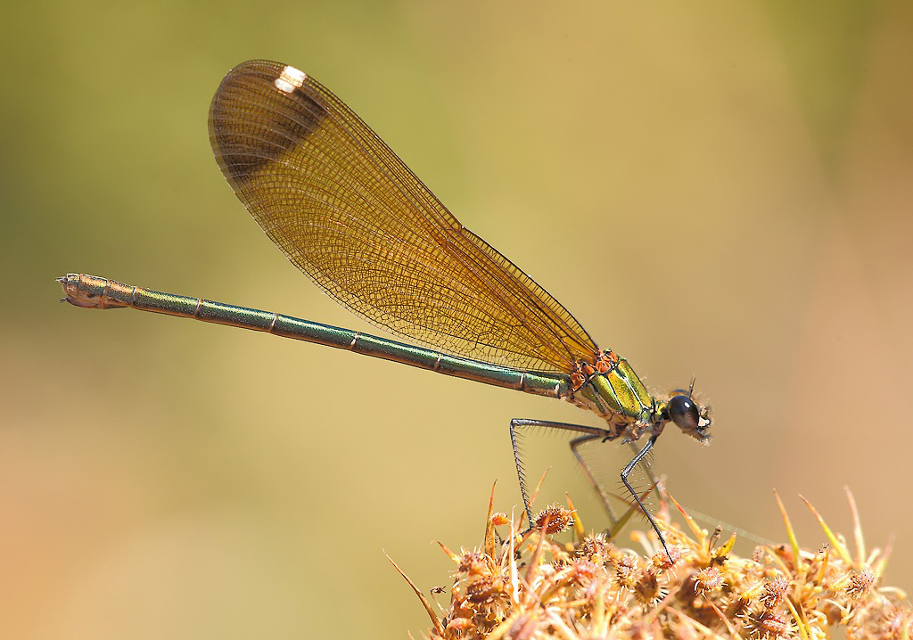 ...Come Filigrana...!!!