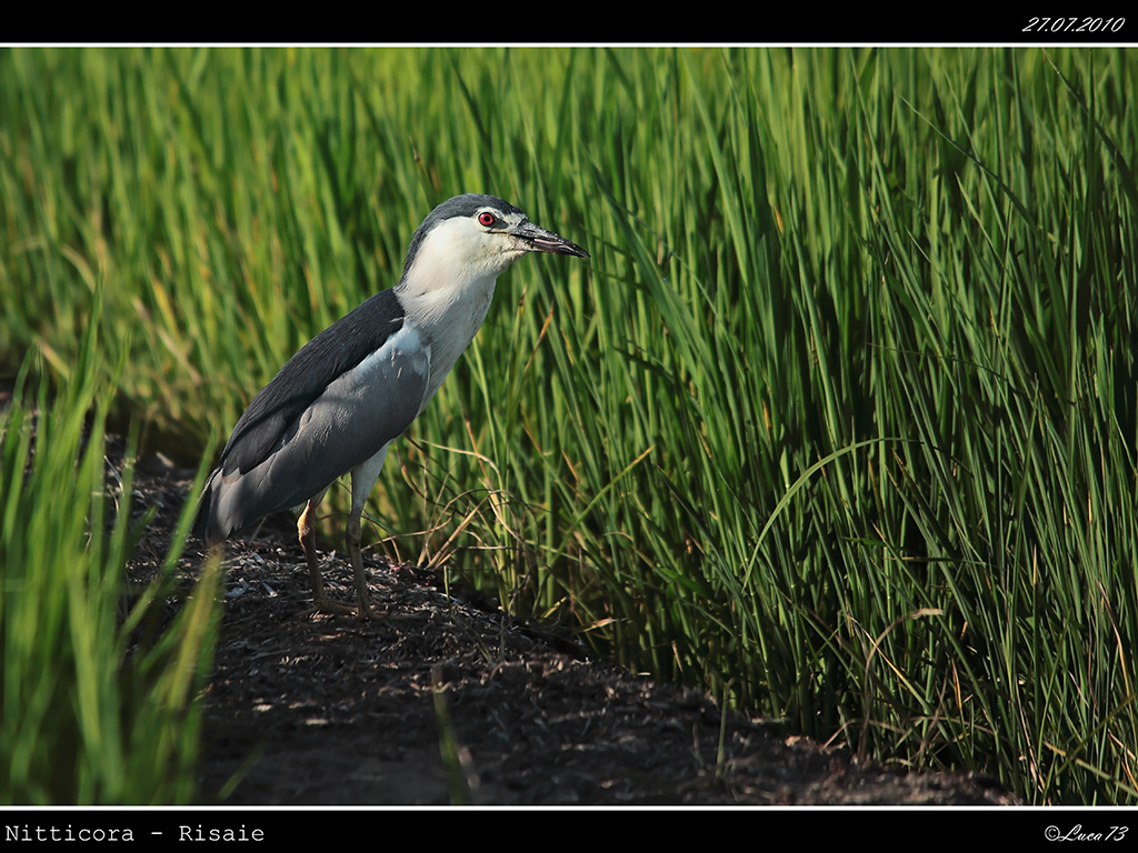 Nitticora # 3 - Linguetta