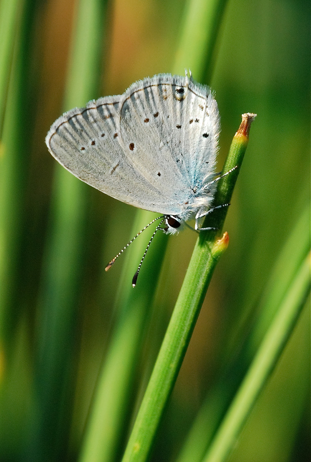 Celastrina argiolus