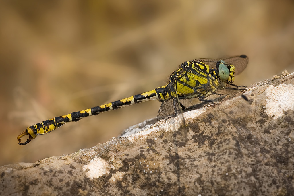 sympetrum fonscolombii
