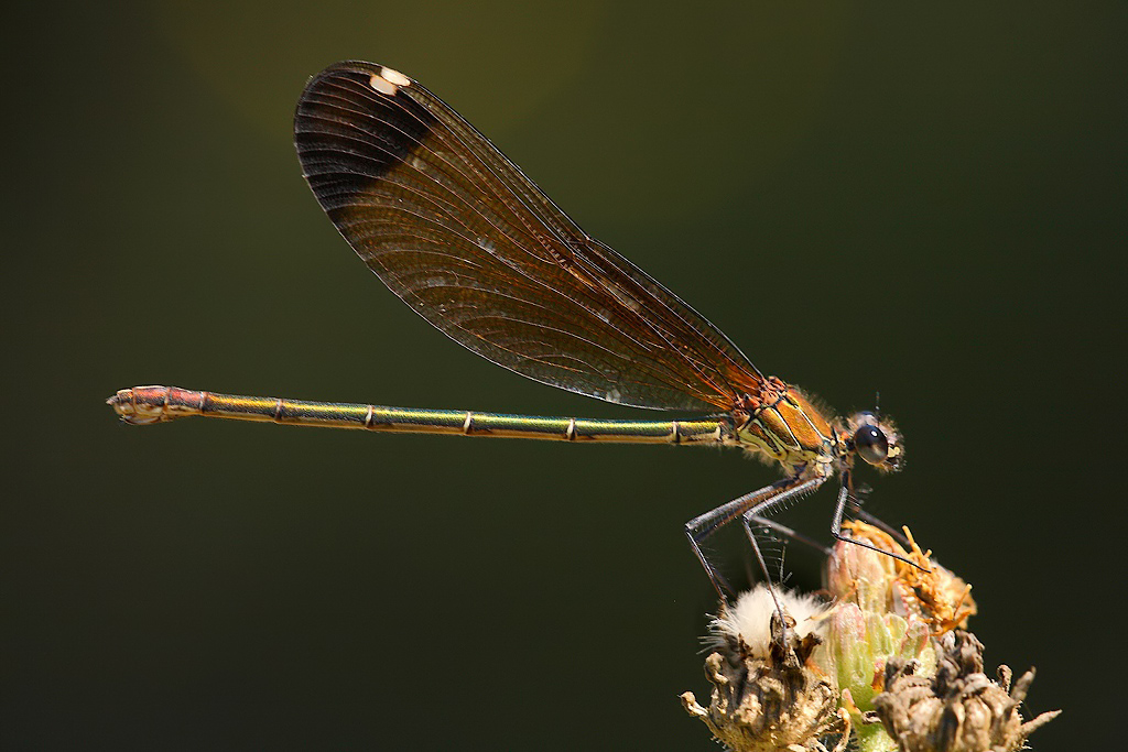 ...Sul Soffice...!!!