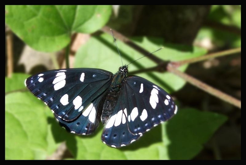 Limenitis Reducta e altre
