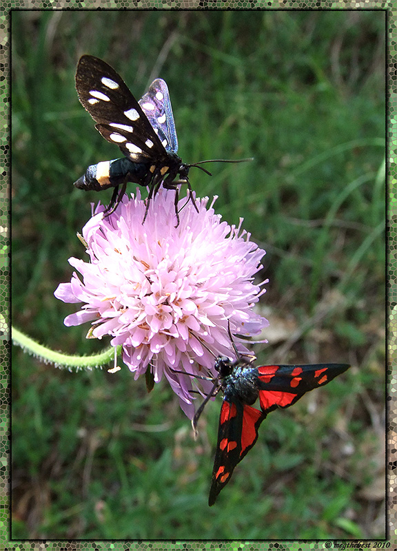 Juve vs Milan primo incontro