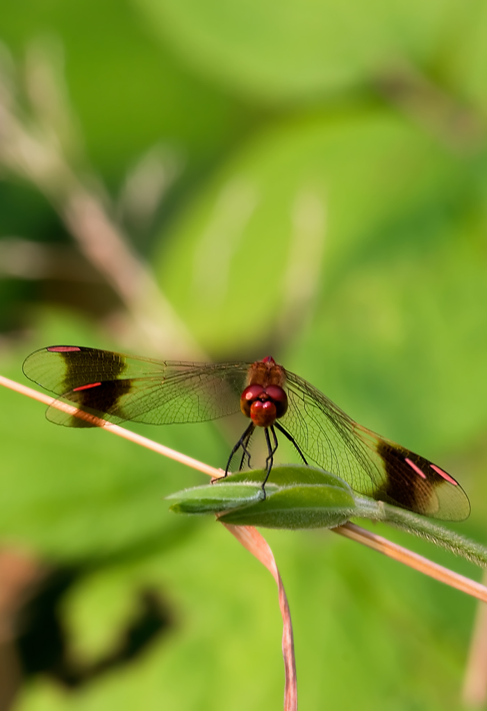 Libellula Rossa