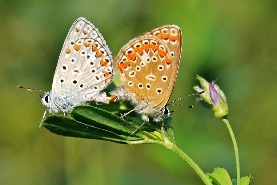 Licedini in accoppiamento