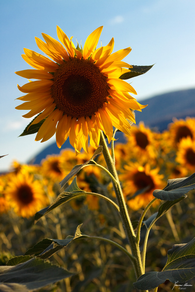 Tempo di girasoli