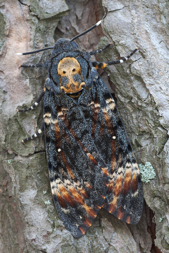 Sfinge testa di morto