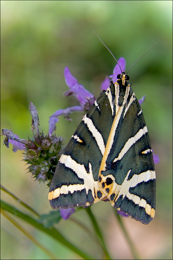 euplagia quadripunctaria