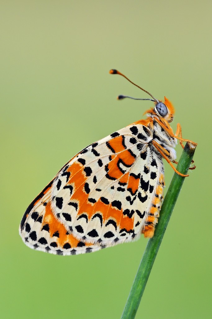 Melitaea Didyma
