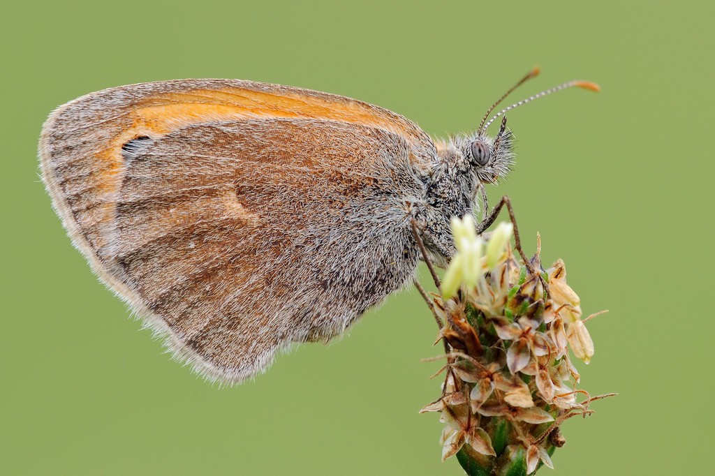 Coenonympha Pamphilus