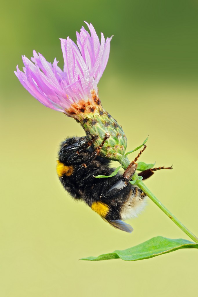 Bombus Terrestris