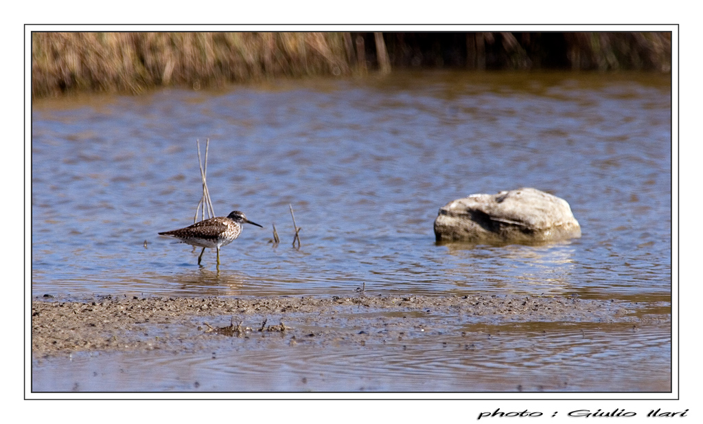 Piro piro boschereccio