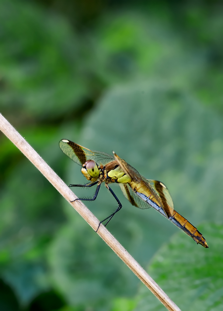 Libellula