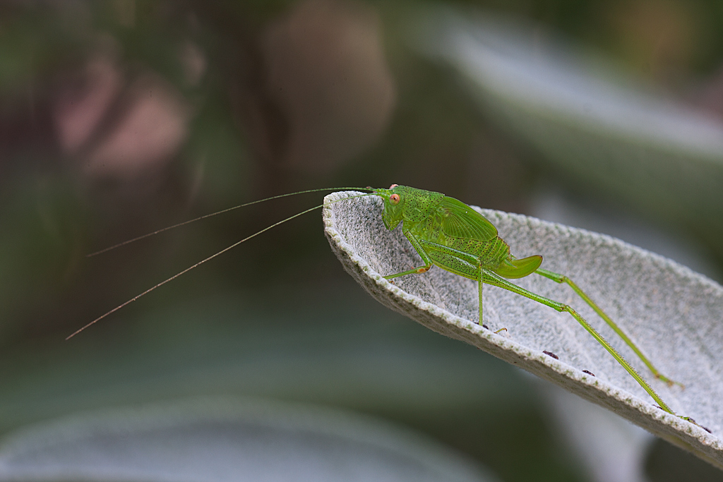 Ninfa di Tettigonia viridissima